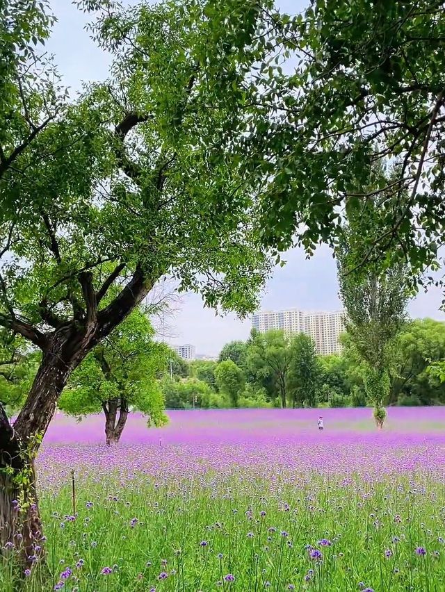 浪漫爆燈！蘭州劉家峽鬱金香公園嘅薰衣草花海