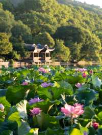 西湖嘅夏天真係正到爆
