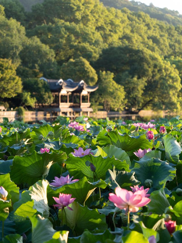 西湖嘅夏天真係正到爆