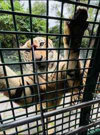 2025年暑假深圳野生動物園避坑指南