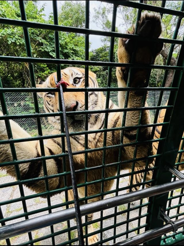 2025年暑假深圳野生動物園避坑指南