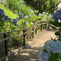 【東京賞繡球花秘地！多摩川台公園人少花又多～】