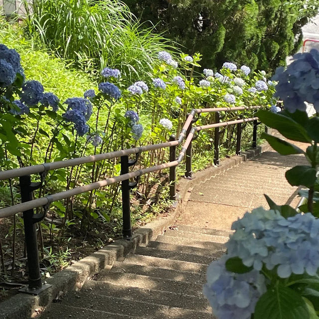 【東京賞繡球花秘地！多摩川台公園人少花又多～】