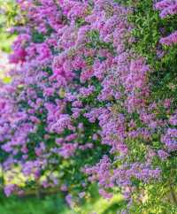 紫薇公園賞花全攻略