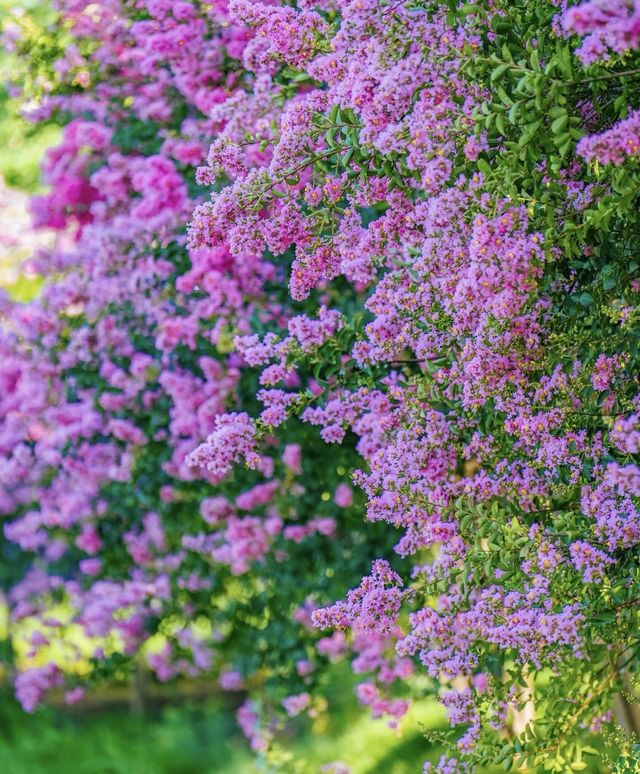紫薇公園賞花全攻略