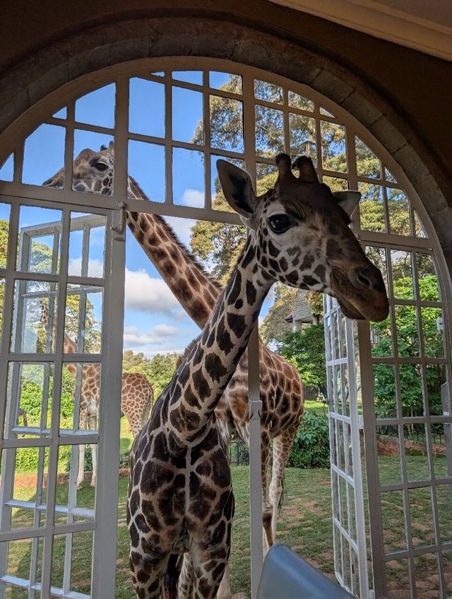Unforgettable Stay at Giraffe Manor