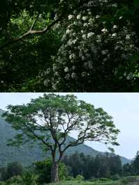 福州徒步天花板！天台嶺-燕洋路線美到失語