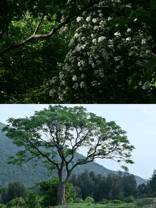 福州徒步天花板！天台嶺-燕洋路線美到失語
