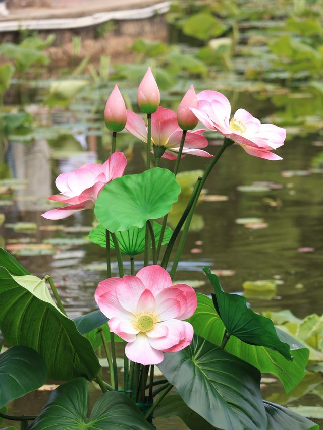 昆明靈魂的後花園——翠湖公園