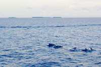 Vilu Reef: A Fourth Adventure in the Maldives