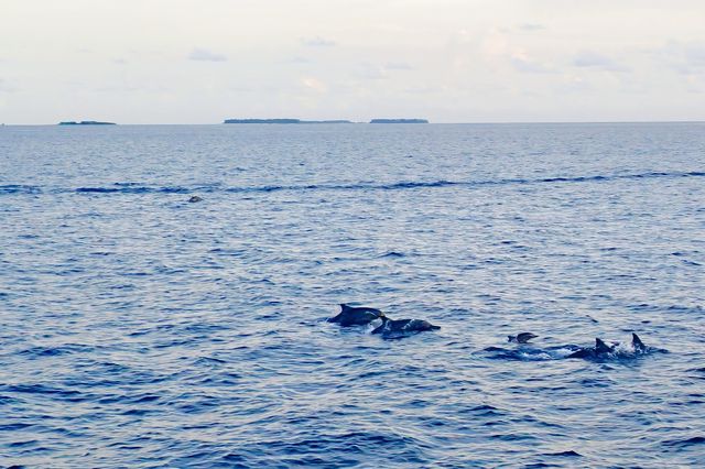 Vilu Reef: A Fourth Adventure in the Maldives