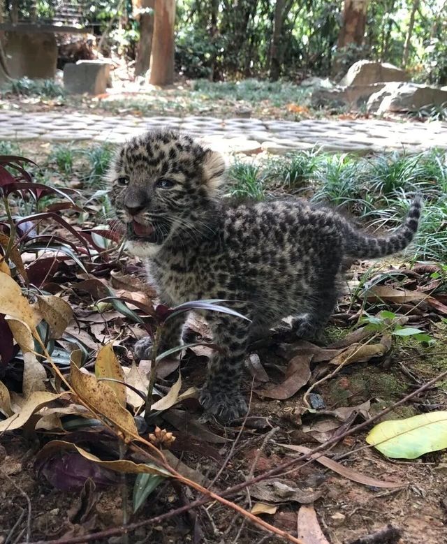 福州動物園小豹子見面會