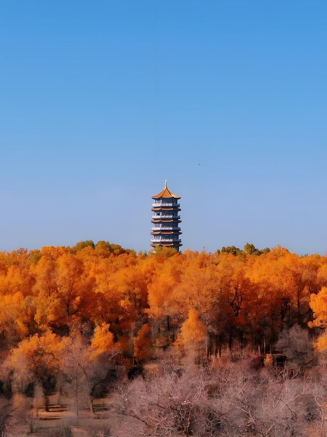金色奇蹟！甘肅這片三千年胡楊林美到窒息