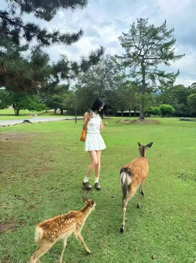 奈良！小鹿亂撞的治癒之旅