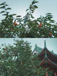 柿紅雀滿枝｜南京毗盧寺