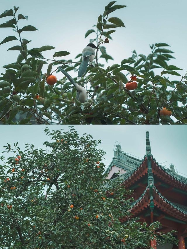 柿紅雀滿枝｜南京毗盧寺