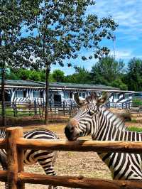大連森林動物園｜超順路不斷檔遊玩路線+表演全攻略～來囉