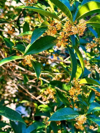 Suzhou Autumn Viewing: Step into an Oil Painting-like Secret Autumn Realm