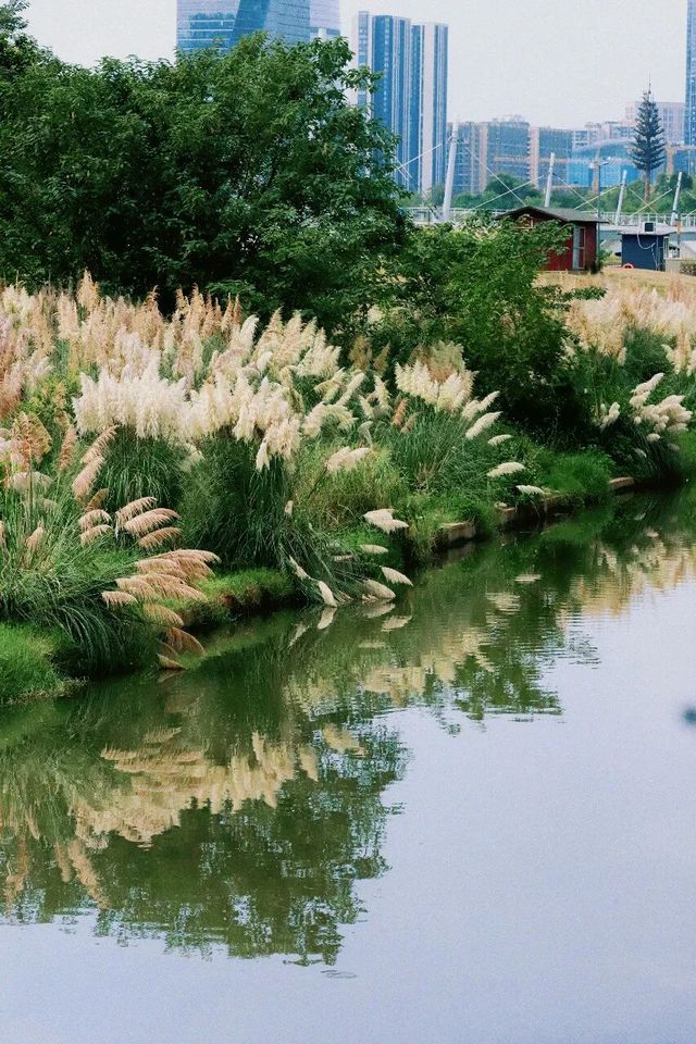 秋風拂過,花穗順勢而起,盡情起舞 秋風拂過,花穗順勢而起,盡情起舞