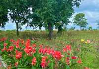 上海薰衣草公園秋日限定|美人蕉綻放的浪漫花海