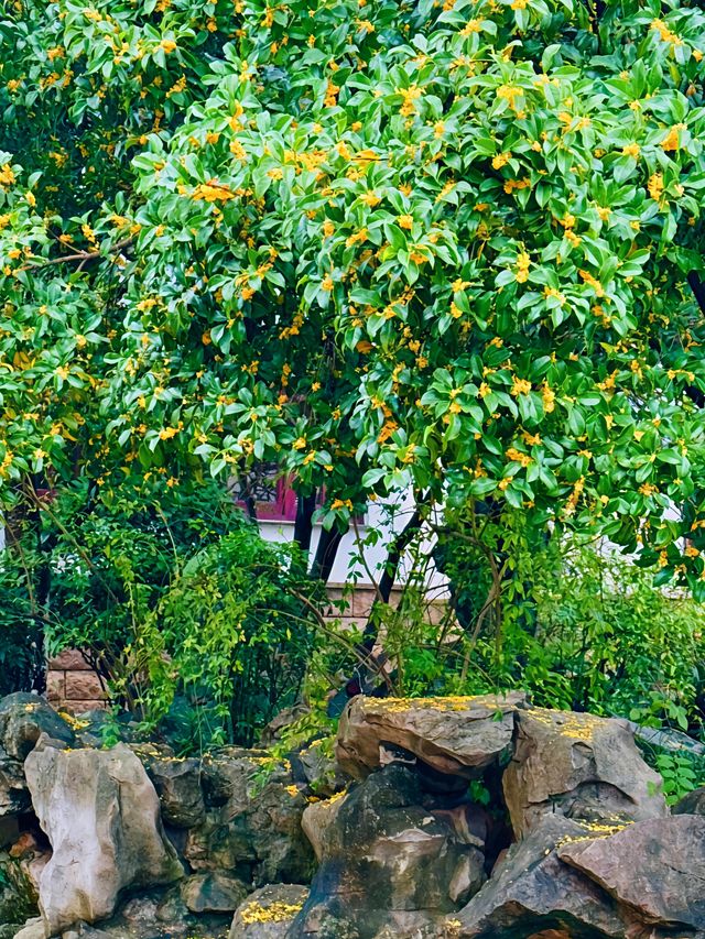蘇州西山島桂花盛放|一整季的甜香,終於漫滿太湖岸 蘇州西山島桂花盛放|一整季的甜香,終於漫滿太湖岸
