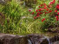 Solo in a Hidden Vancouver Gem: The Momiji Garden at Hastings Park