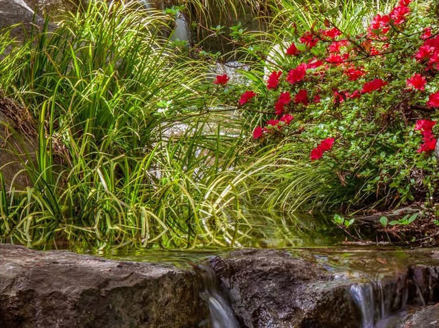 Solo in a Hidden Vancouver Gem: The Momiji Garden at Hastings Park