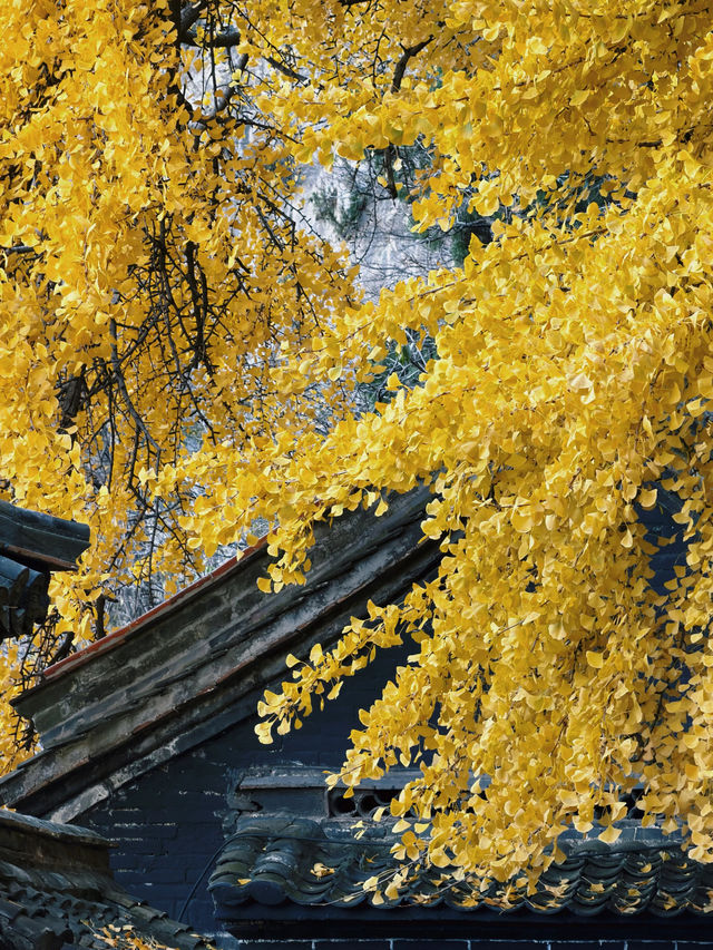 淄博白石洞11月遊玩攻略:邂逅千年銀杏之美 淄博白石洞11月遊玩攻略:邂逅千年銀杏之美