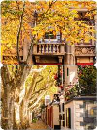 上海秋日頂流!思南路梧桐區漫步全攻略,美到失語!