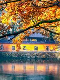 紹興秋日限定：20min高鐵直達，銀杏古寺醉江南