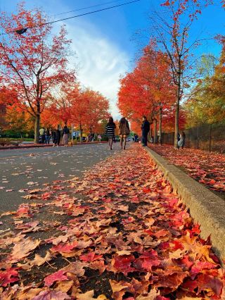 시애틀 실시간 단풍 소식｜가을 분위기 가득