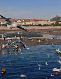 青島·冬日鷗語