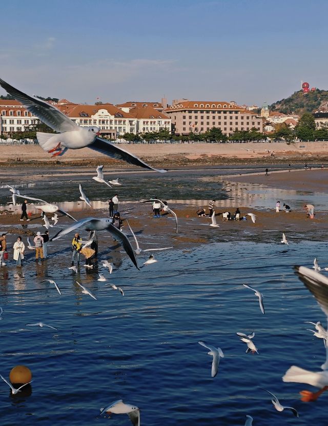 青島·冬日鷗語