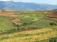 油菜花海徒步攻略