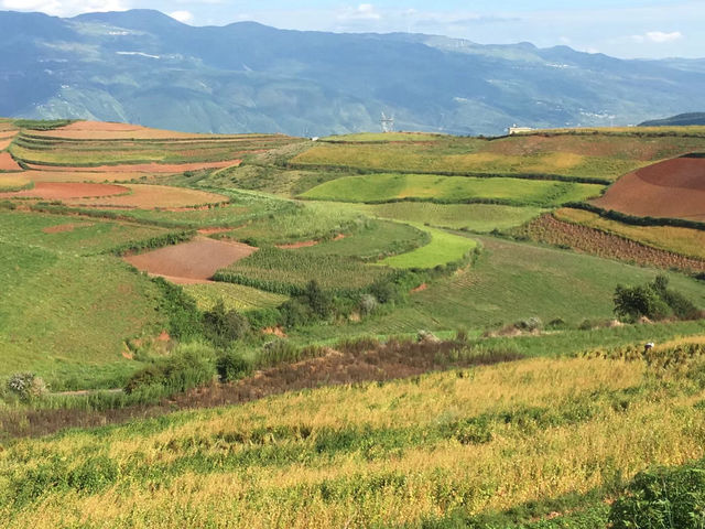 油菜花海徒步攻略