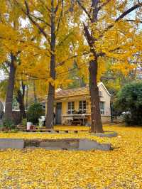 落葉像雪一樣的季節