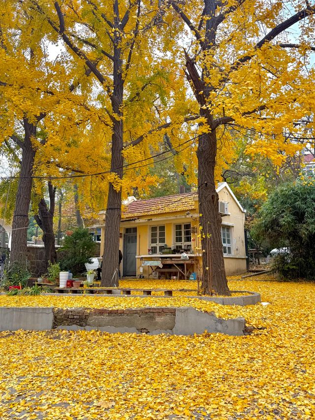 落葉像雪一樣的季節