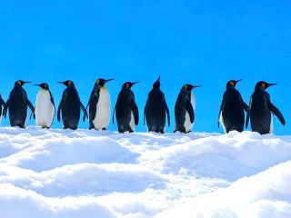 [Hokkaido One-Day Tour] Maximum Healing Power! 