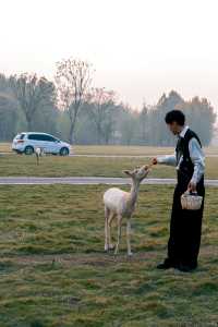宿遷森迪自駕封神!開著車闖進動物狂歡局