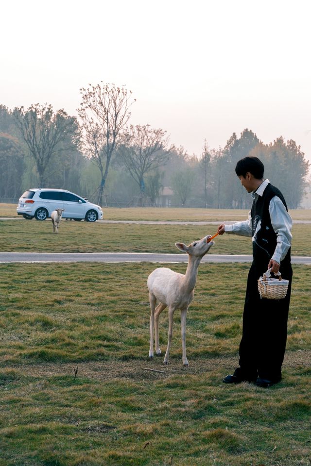 宿遷森迪自駕封神!開著車闖進動物狂歡局 宿遷森迪自駕封神!開著車闖進動物狂歡局