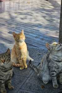 在廬山，抓住了秋天的尾巴