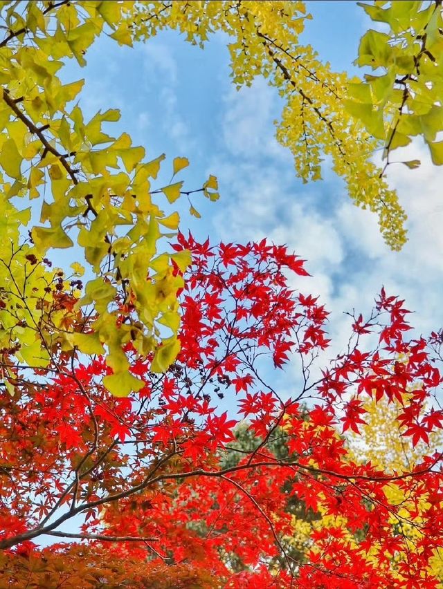 秋霜送君千里遠，月候來年嶺上紅