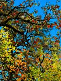 成都周邊賞秋勝地！龍蒼溝彩色幽谷+水上棧道 輕鬆斬獲