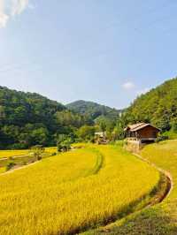 廣州免費踏青聖地地鐵直達的絕美金坑稻田