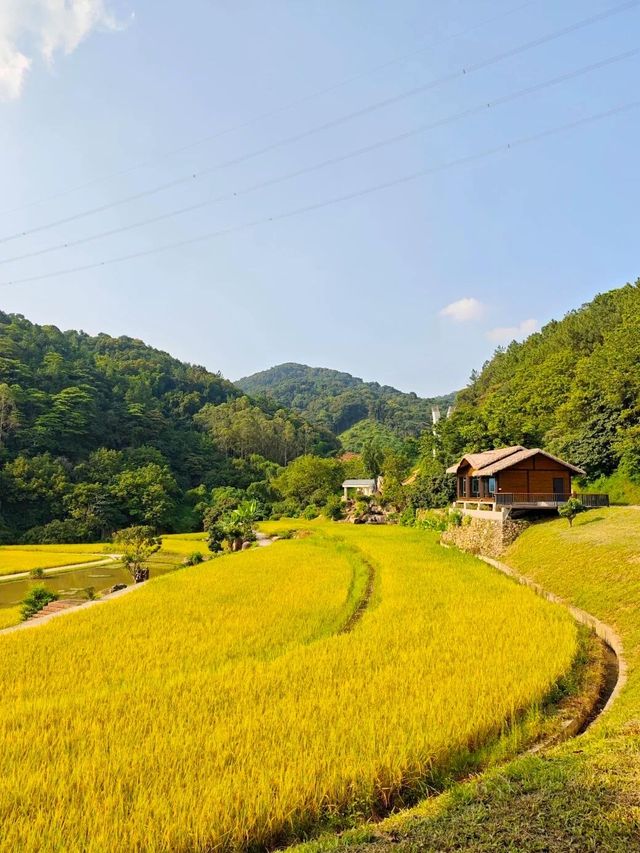 廣州免費踏青聖地地鐵直達的絕美金坑稻田 廣州免費踏青聖地地鐵直達的絕美金坑稻田