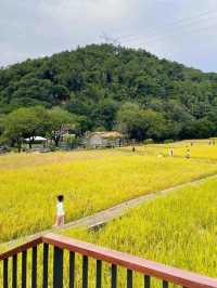 廣州免費踏青聖地地鐵直達的絕美金坑稻田