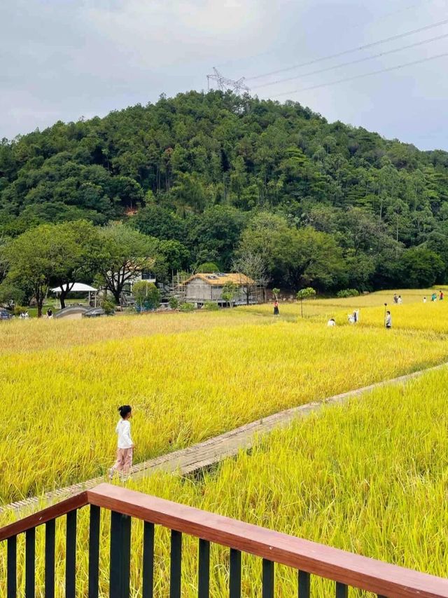 廣州免費踏青聖地地鐵直達的絕美金坑稻田 廣州免費踏青聖地地鐵直達的絕美金坑稻田