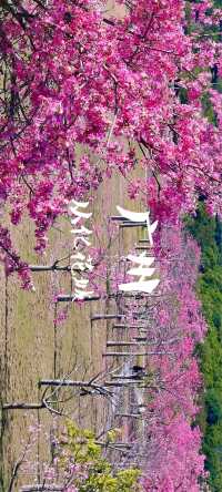 廣州賞花秘境推薦週末野餐露營好去處!