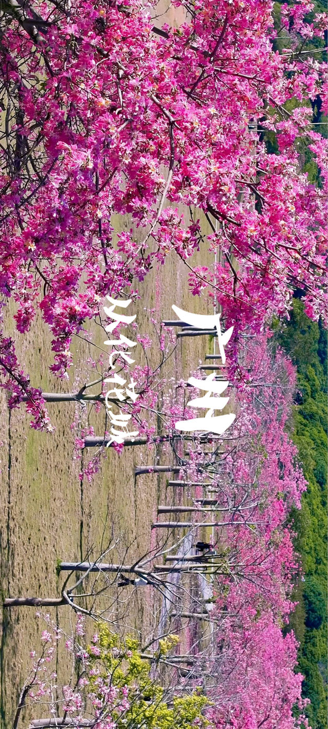 廣州賞花秘境推薦週末野餐露營好去處! 廣州賞花秘境推薦週末野餐露營好去處!