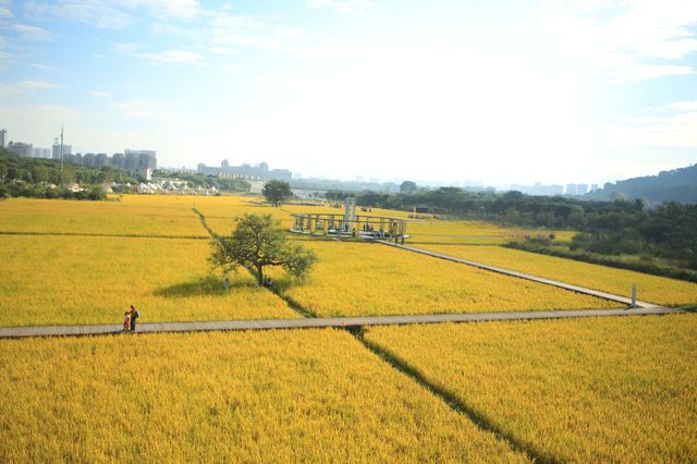稻田金黃,秋日的浪漫 稻田金黃,秋日的浪漫